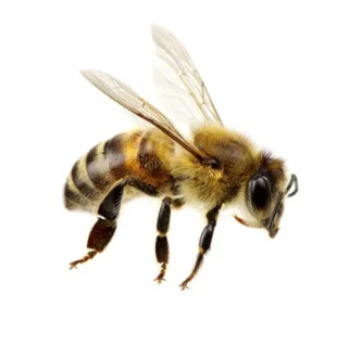 Honey bee against a white background - Keep honey bees away from your home with General Pest Control in Middleburg Heights