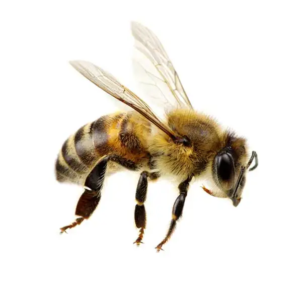 Honey bee against a white background - Keep honey bees away from your home with General Pest Control in Middleburg Heights
