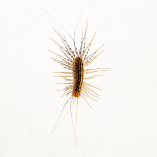 House centipede against a white background - Keep house centipedes out of your home with General Pest Control in Middleburg Heights