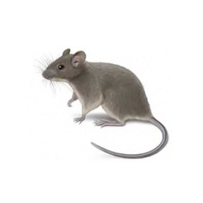 House Mouse on three feet on alert - commercial mouse control in Middleburg Heights | General Pest Control