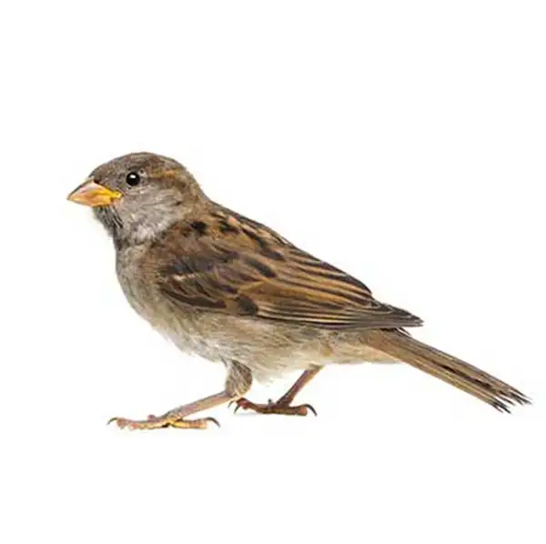 House sparrow against a white background - Keep house sparrows away from your home with General Pest in Ohio