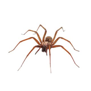 House Spider close up from the front - keep spiders away from your kitchen with General Pest Control in Middleburg Heights