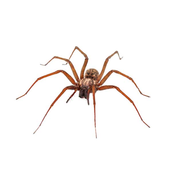 House Spider close up from the front - keep spiders away from your kitchen with General Pest Control in Middleburg Heights