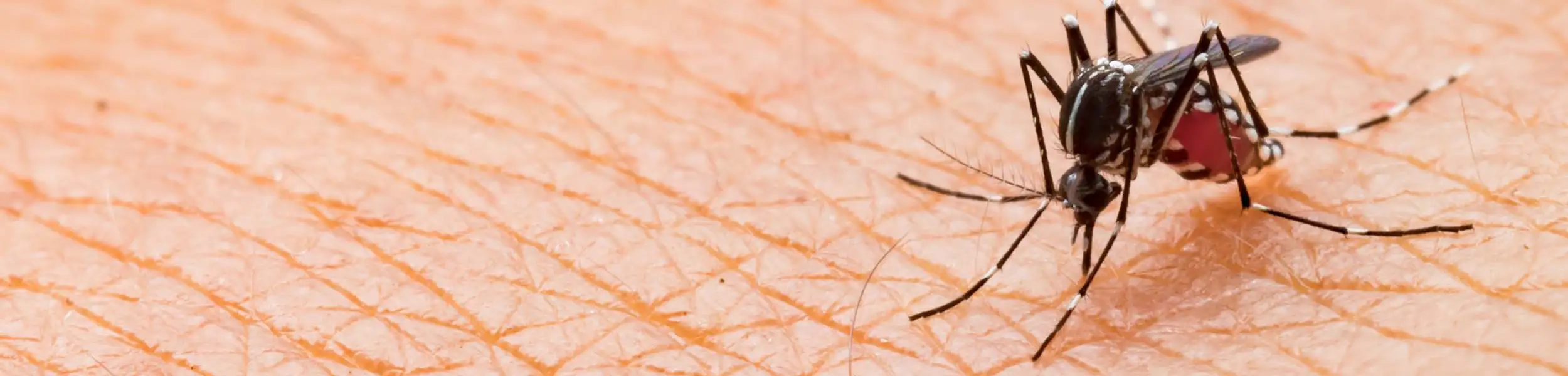 Closeup of a mosquito biting skin | General Pest Control in Middleburg Heights