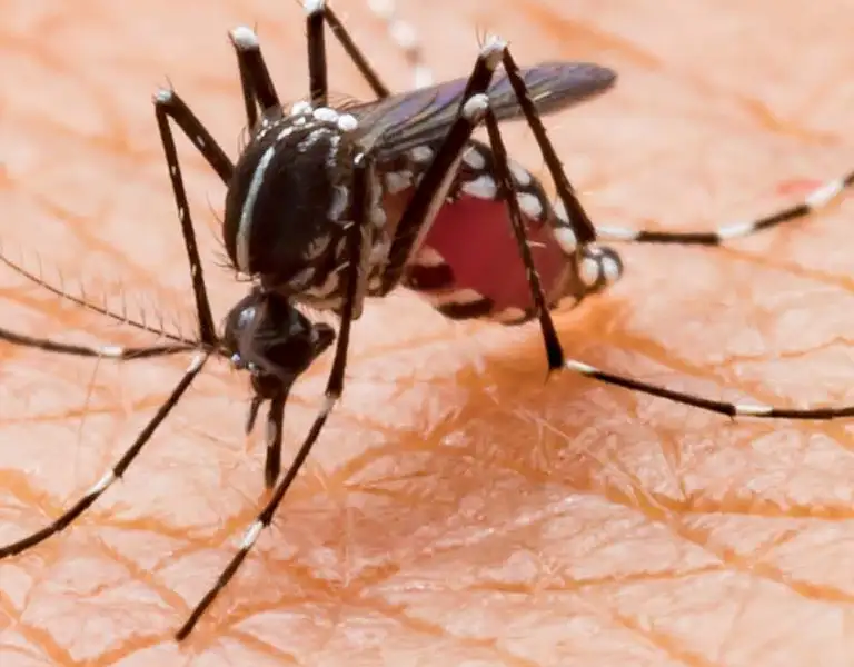 Closeup of a mosquito biting skin | General Pest Control in Middleburg Heights