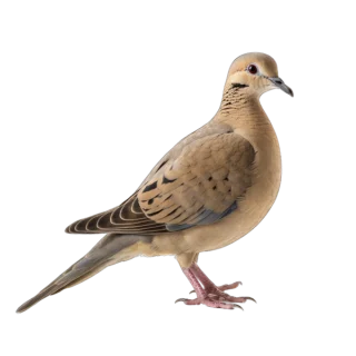 Mourning Dove