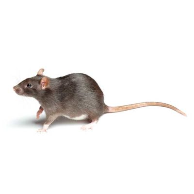 Norway Rat up close white background - rat control services in Middleburg Heights | General Pest Control