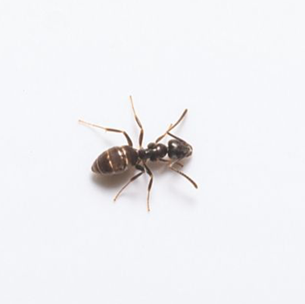 Odorous house ant against a white background - Keep odorous house ants away from your home with General Pest Control in Middleburg Heights