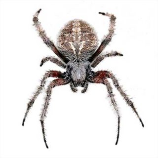 Orb-Weaver Spider close up from above - commercial spider control in Middleburg Heights | General Pest Control