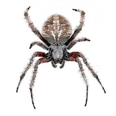 Orb-Weaver Spider close up from above - commercial spider control in Middleburg Heights | General Pest Control