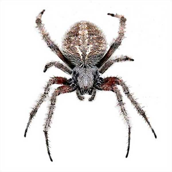 Orb-Weaver Spider close up from above - commercial spider control in Middleburg Heights | General Pest Control