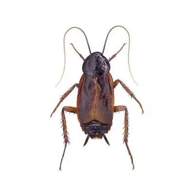 Oriental cockroach against a white background - Keep cockroaches out of your home with General Pest Control in Middleburg Heights