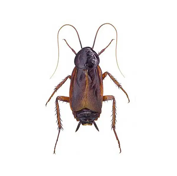 Oriental cockroach against a white background - Keep cockroaches out of your home with General Pest Control in Middleburg Heights