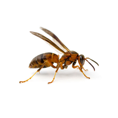 Paper wasp against a white background - Keep paperwasps away from your home with General Pest Control in Middleburg Heights