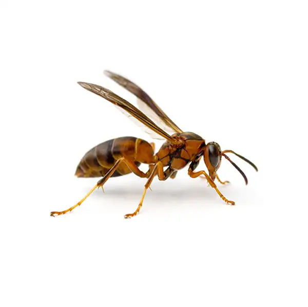 Paper wasp against a white background - Keep paperwasps away from your home with General Pest Control in Middleburg Heights