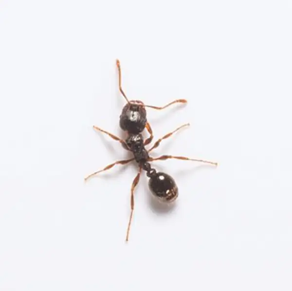 Closeup of a pavement ant on a white background - Keep pavement ants away from your home with General Pest Control in Middleburg Heights