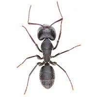 Carpenter Ant against a white background - Keep Carpenter ants away from your home with General Pest Control in Middleburg Heights