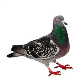 Pigeon against a white background - Keep pigeons away from your home