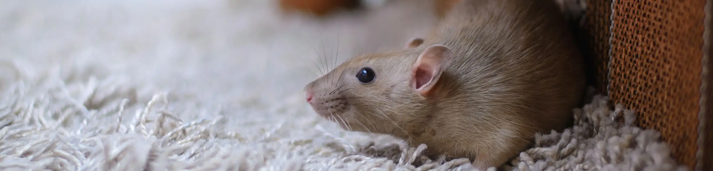Closeup of a mouse walking on white carpet | General Pest Control in Middleburg Heights