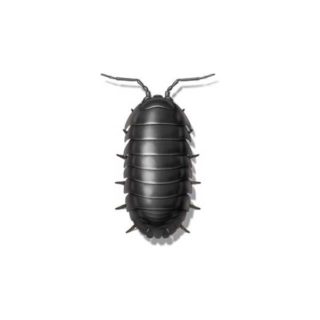 Sow bug against a white background - Keep sow bugs out of your home with General Pest Control in Middleburg Heights