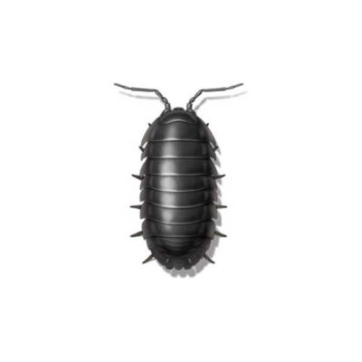 Sow bug against a white background - Keep sow bugs out of your home with General Pest Control in Middleburg Heights