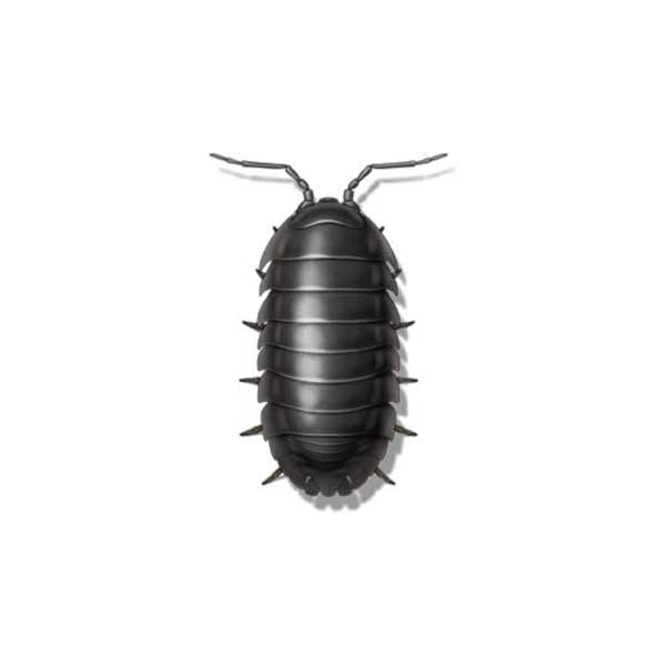 Sow bug against a white background - Keep sow bugs out of your home with General Pest Control in Middleburg Heights