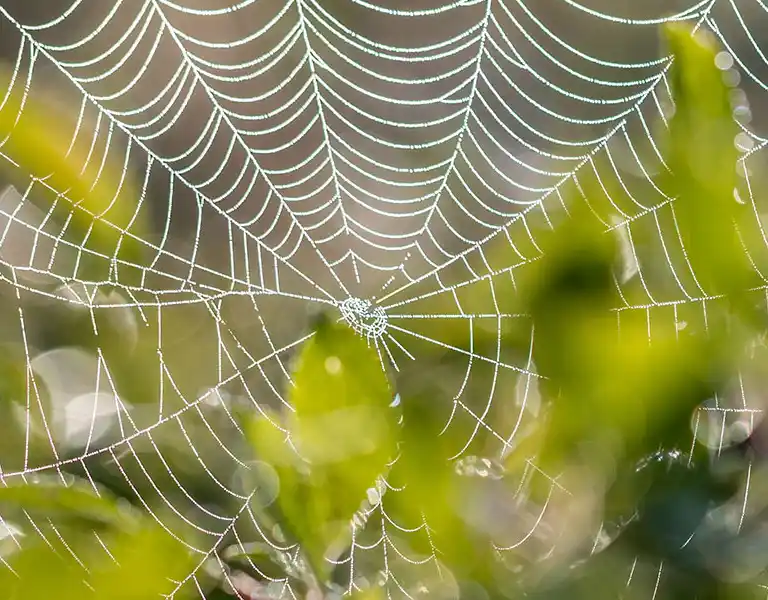 Spiderweb on a tree | General Pest Control in Middleburg Heights