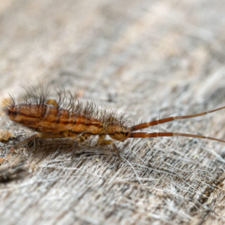 Springtail crawling on a bed's comforter - Keep springtails out of your home with General Pest Control in Middleburg Heights