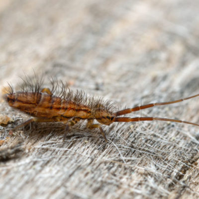 Springtail crawling on a bed's comforter - Keep springtails out of your home with General Pest Control in Middleburg Heights