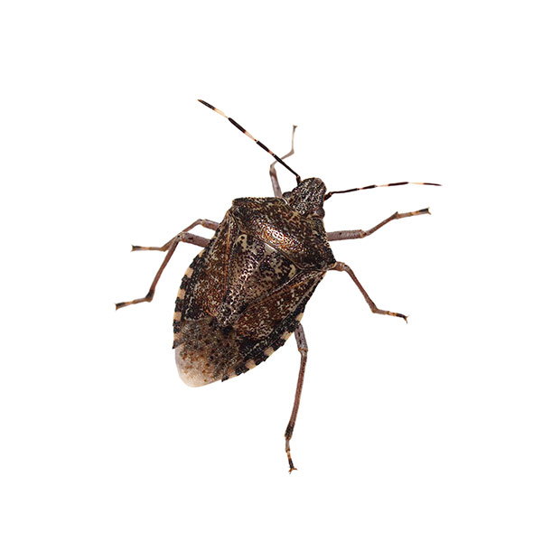 Stink bug against a white background - Keep stink bugs out of your home with General Pest Control in Middleburg Heights
