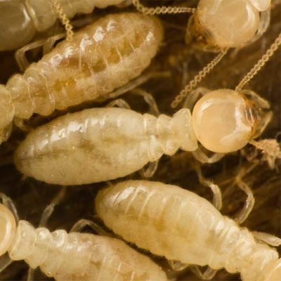 Subterranean Termites close up with transparent bodies - keep termites away from your walls with General Pest Control in Middleburg Heights