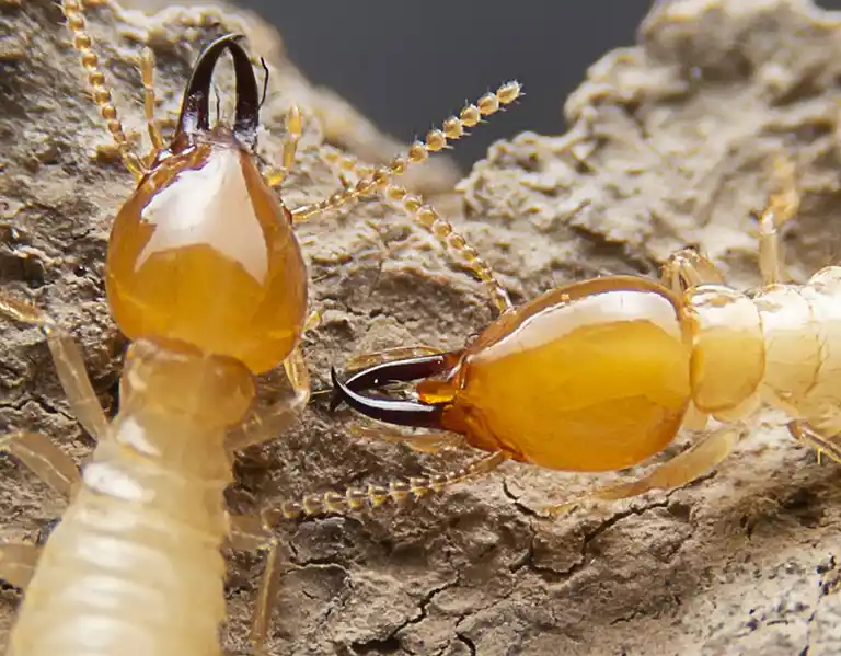 Closeup of termites eating through wood | General Pest Control in Middleburg Heights