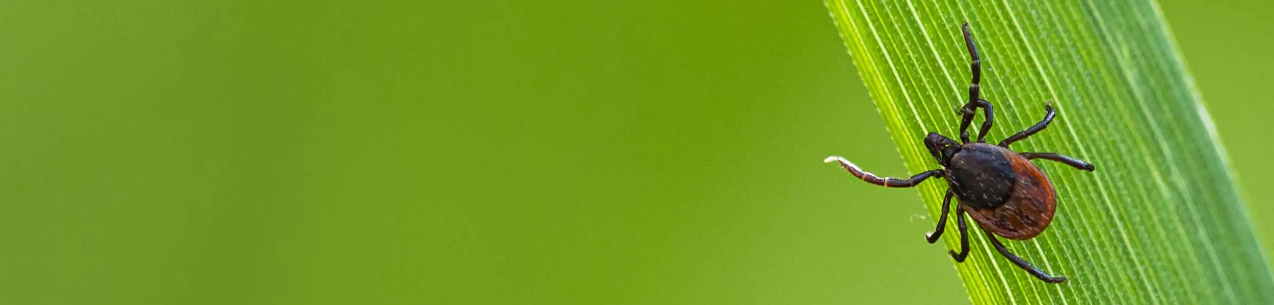 Tick crawling on a blade of grass | keep fleas and ticks away from your home with General Pest Control in Middleburg Heights