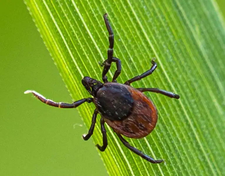 Tick crawling on a blade of grass | keep fleas and ticks away from your home with General Pest Control in Middleburg Heights