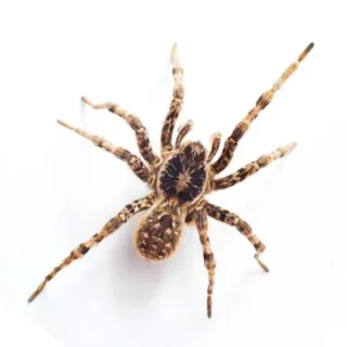 Wolf spider against a white background - Keep spiders away from your home with General Pest Control in Middleburg Heights