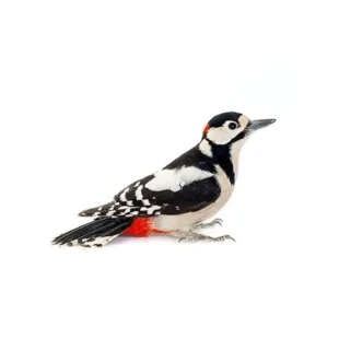 Woodpecker against a white background - Keep woodpeckers away from your home with General Pest in Ohio