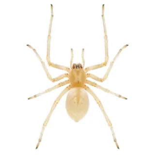 Close up of a yellow sac spider - Spider control services with General Pest Control in Middleburg Heights