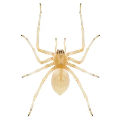 Close up of a yellow sac spider - Spider control services with General Pest Control in Middleburg Heights