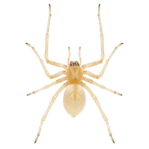 Close up of a yellow sac spider - Spider control services with General Pest Control in Middleburg Heights
