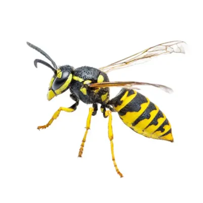 Yellow jacket against a white background - Keep yellowjackets away from your home with General Pest Control in Middleburg Heights